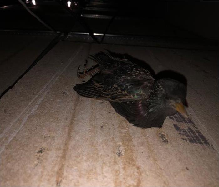 Deceased bird stuck in a Commercial HVAC system